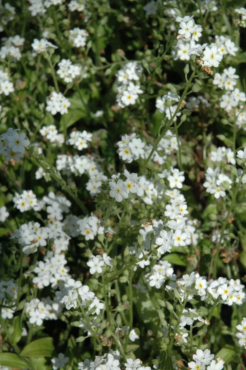 Forget-Me-Not, White