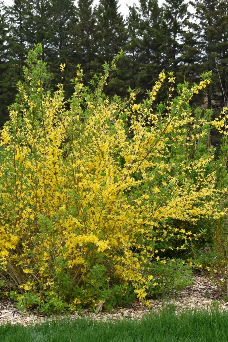 Forsythia, New Hampshire Gold - Image 2
