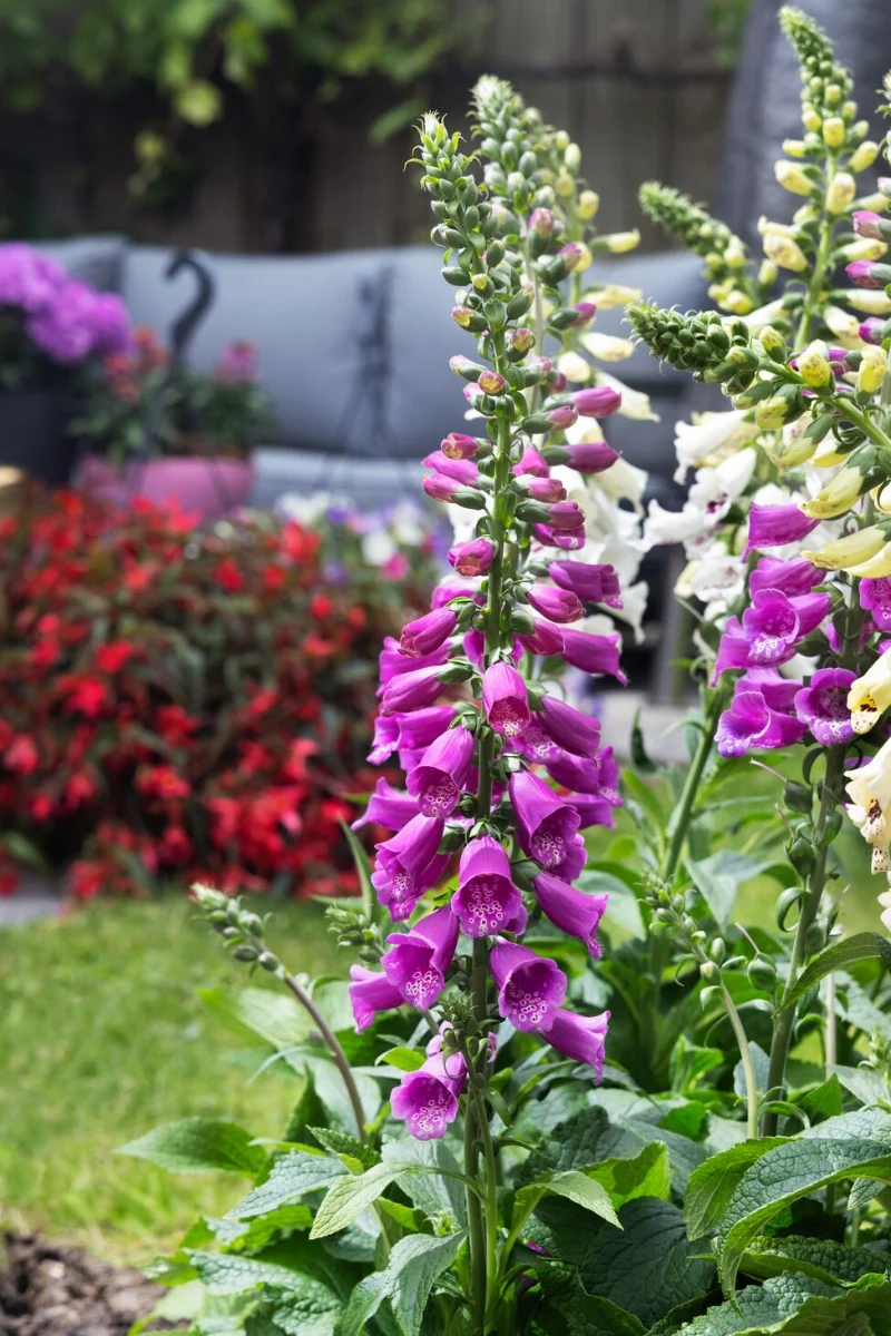 Foxglove, Dottie Purple