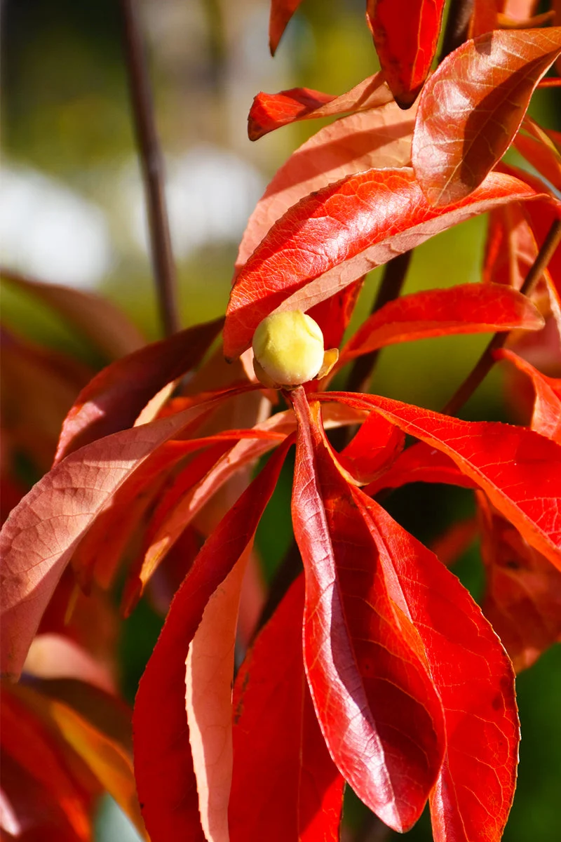 Franklinia