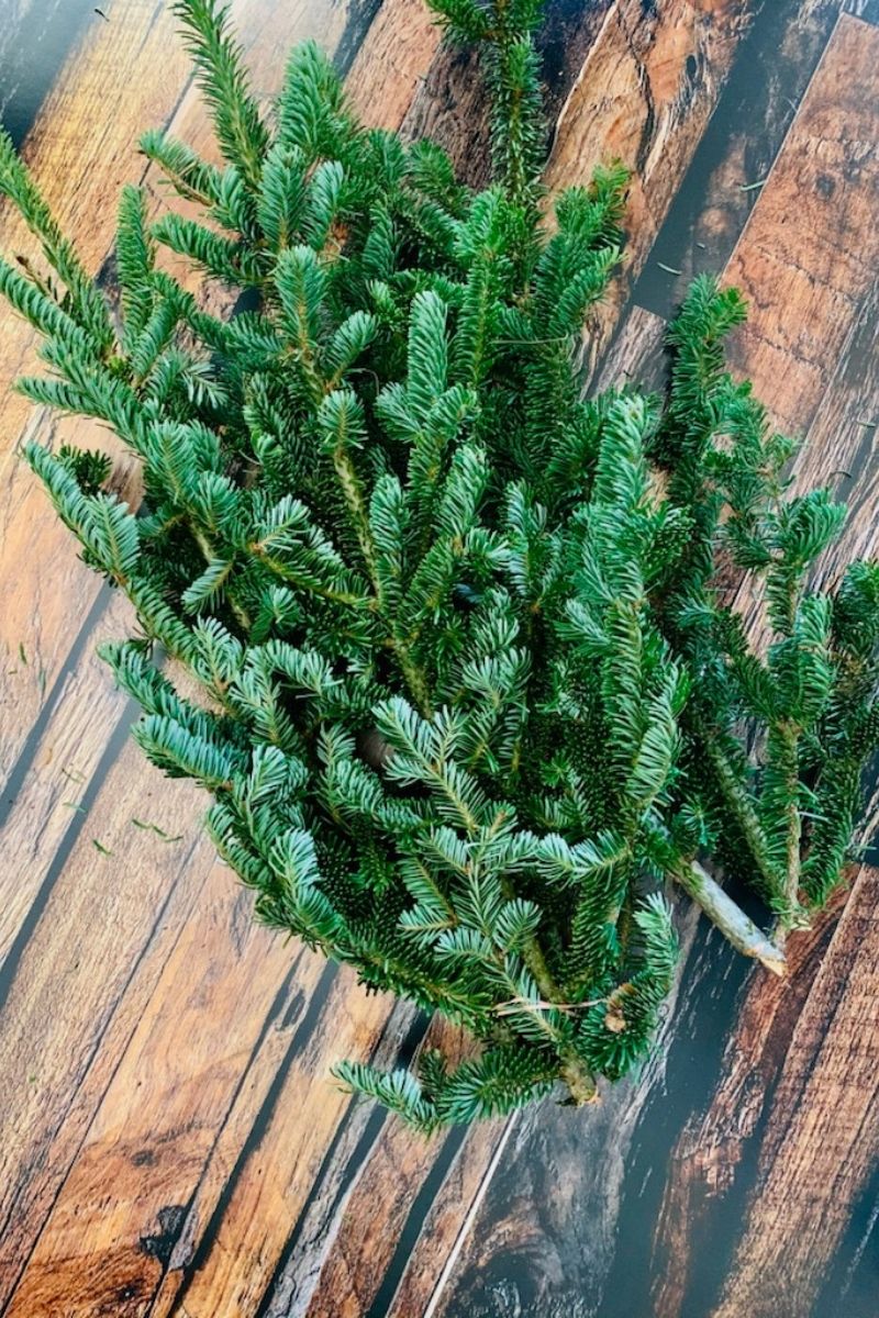 Tips, Fraser Fir