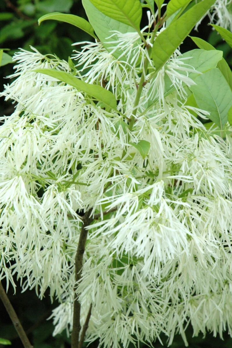Fringetree, White - Image 2