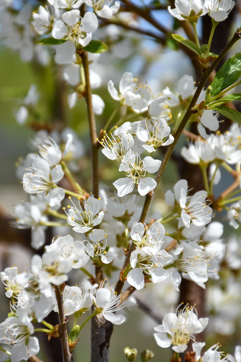 Fruit, Plum Toka - Image 2