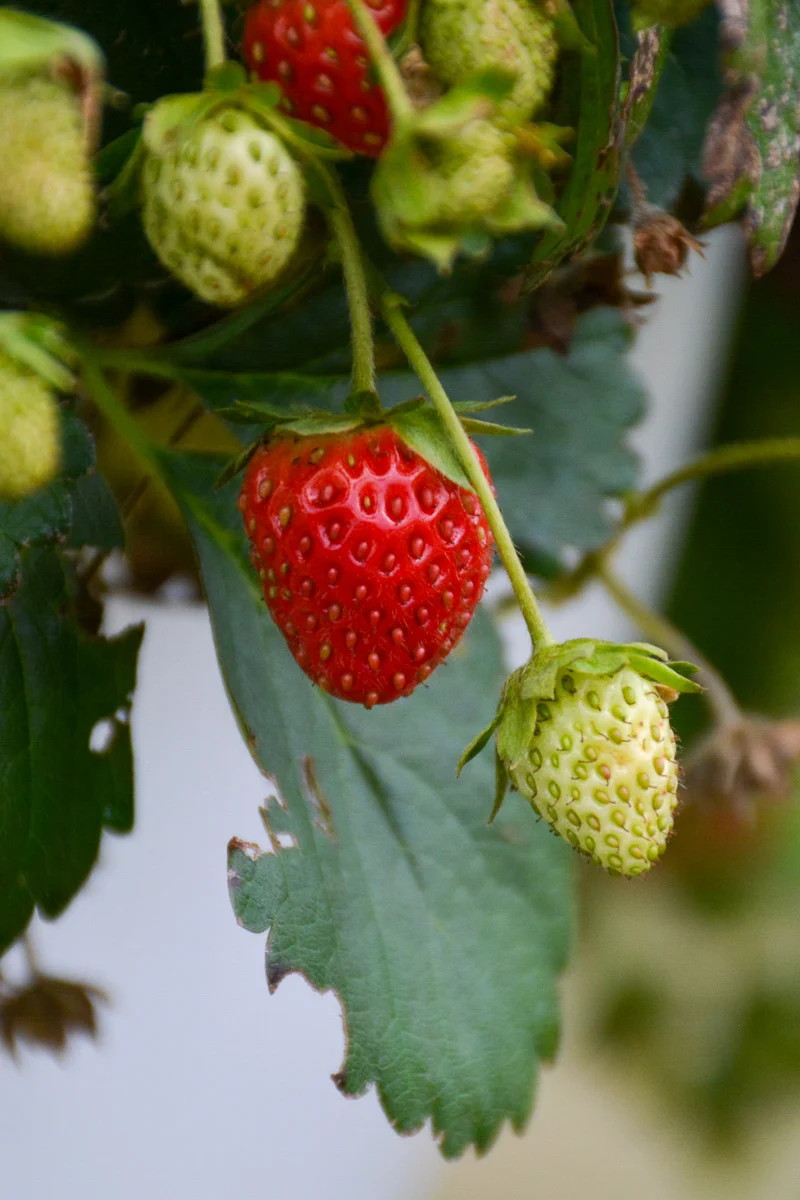 Fruit, Strawberry Berried Treasure Red