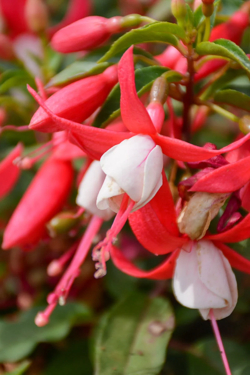 Fuchsia Bella Evita - Image 2