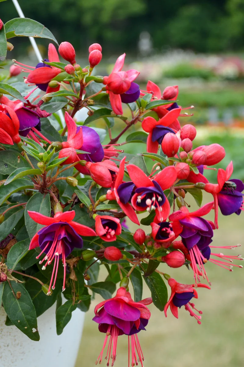 Fuchsia Bella Vera - Image 2