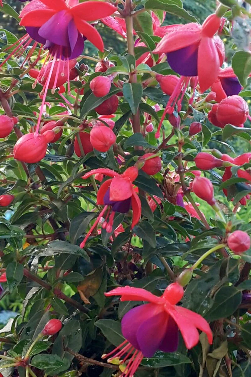 Fuchsia, Light Pink