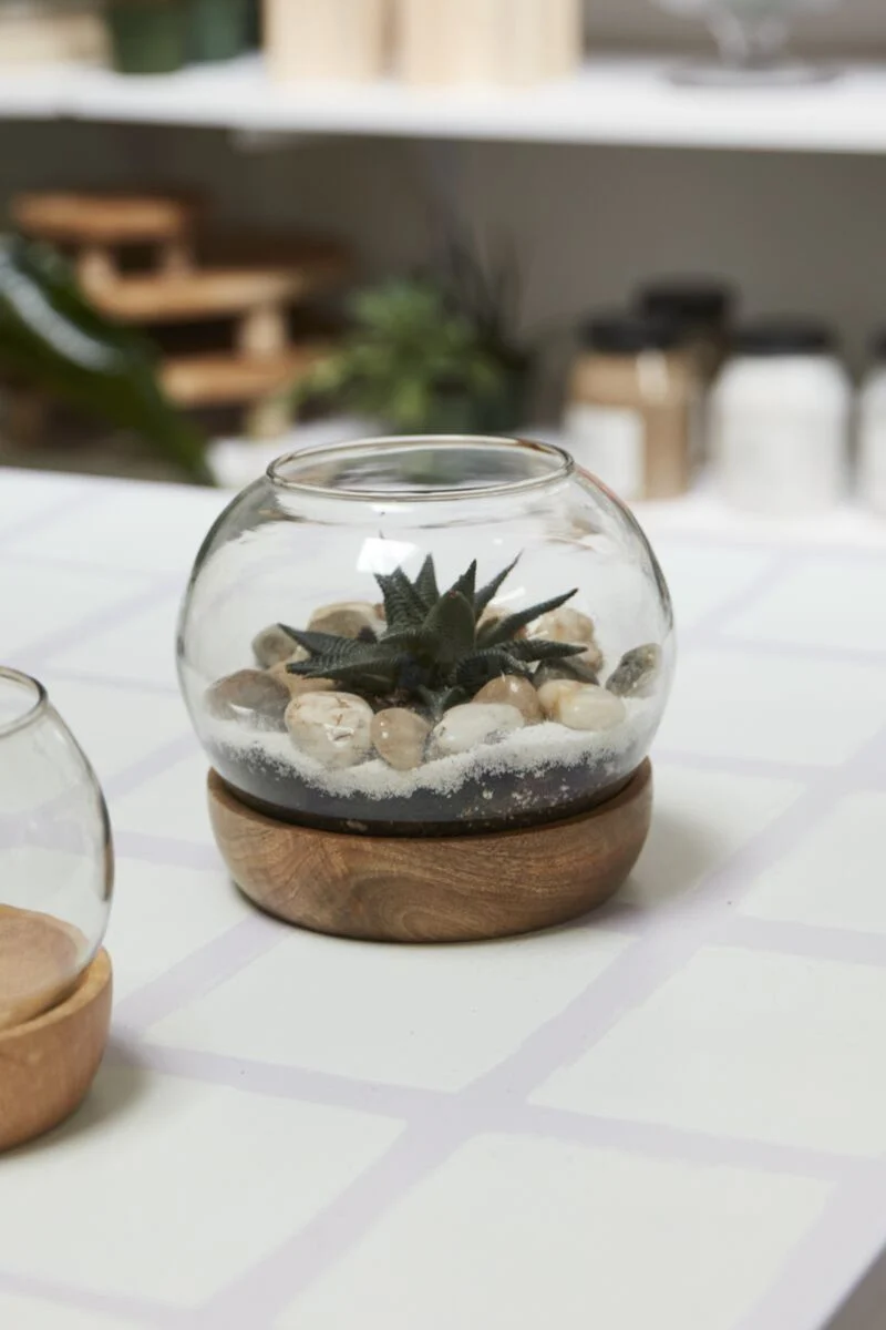 Full View Terrarium 6.5"x 5.5"