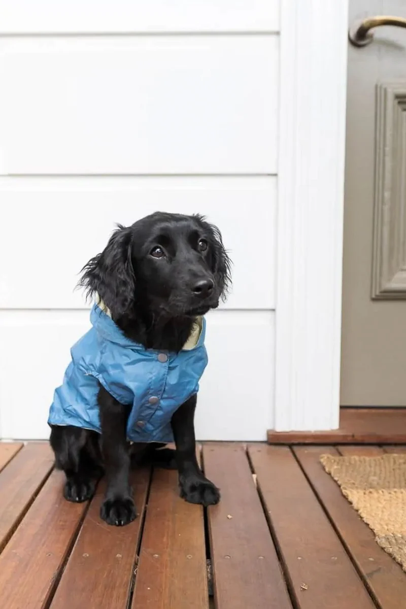 FuzzYard Life Raincoat Size 2 French Blue
