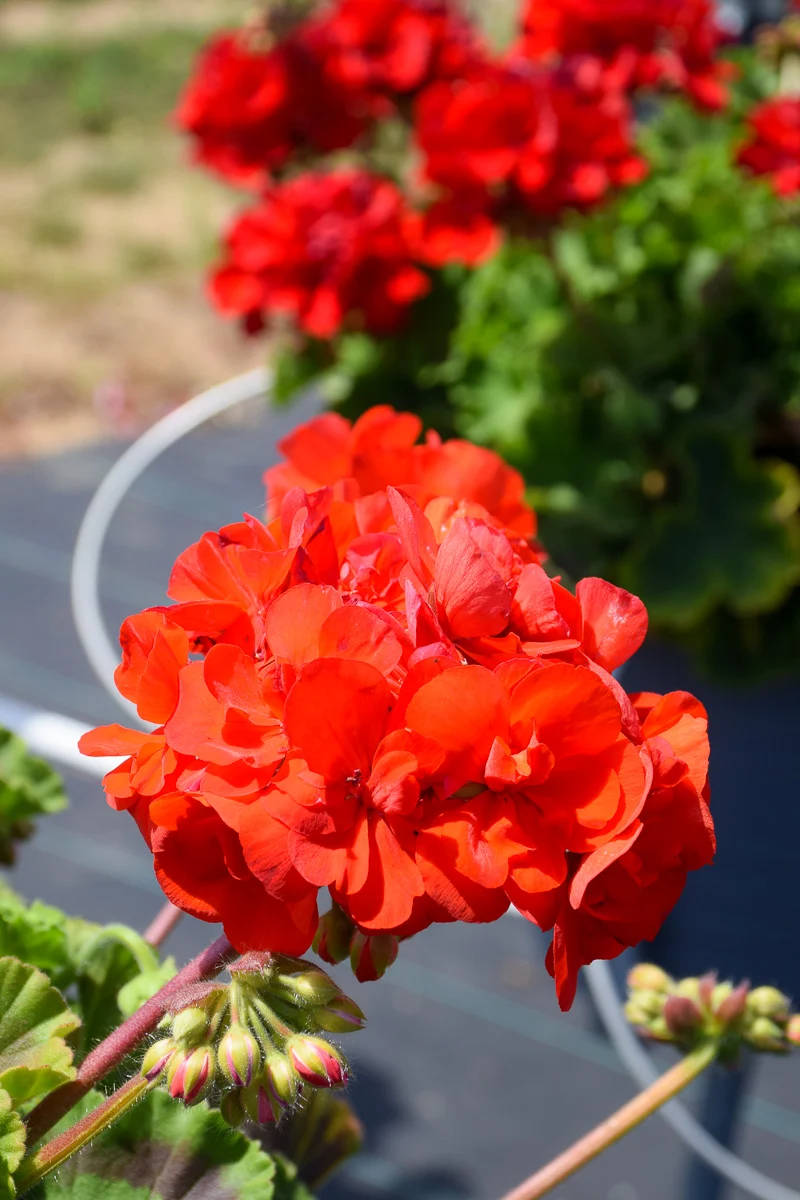 Geranium American Red