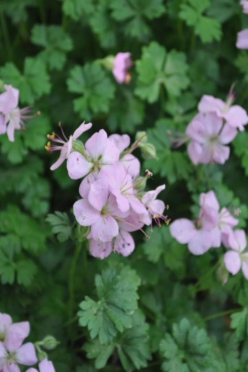 Geranium, Big Root White