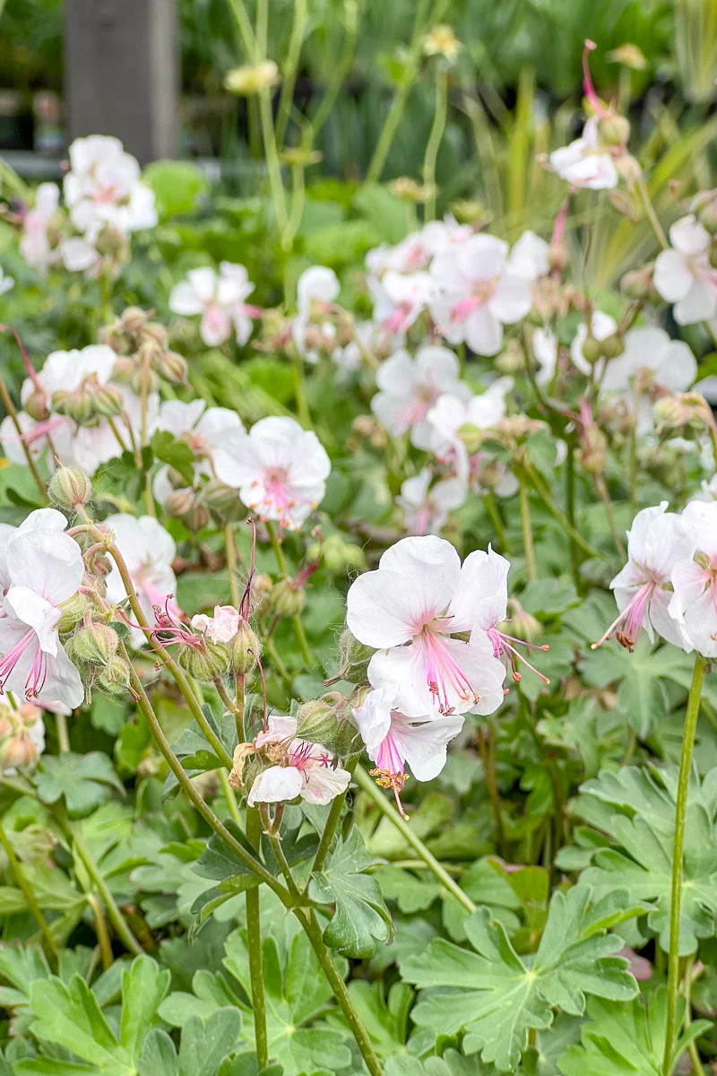 Geranium, Biokovo