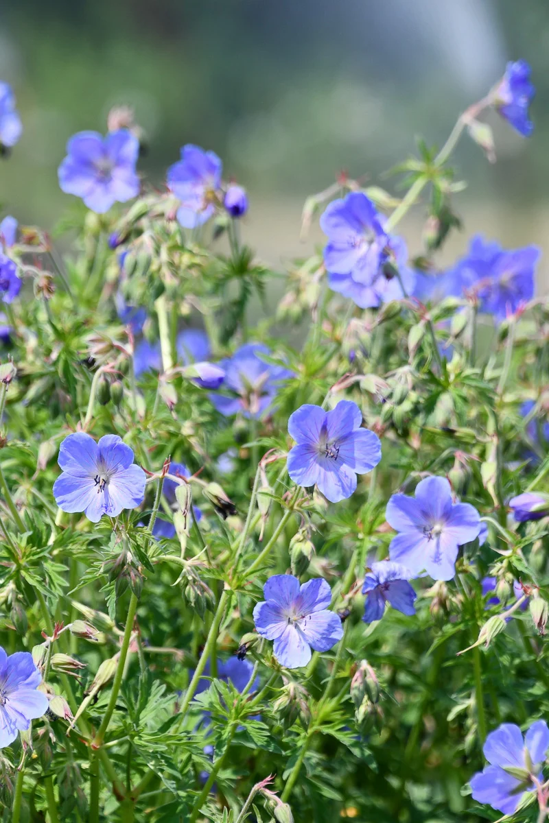 Geranium, Bluming