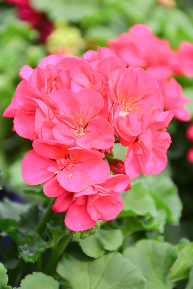 Geranium Bright Violet