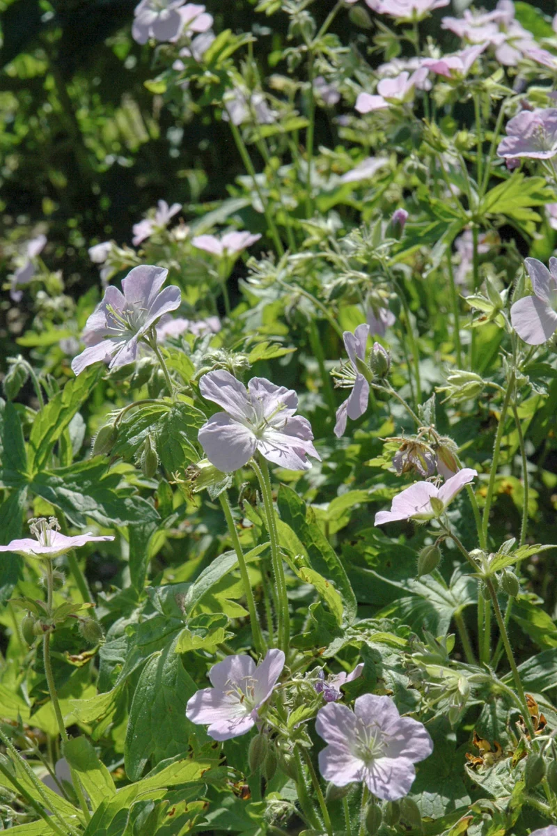 Geranium, Chatto