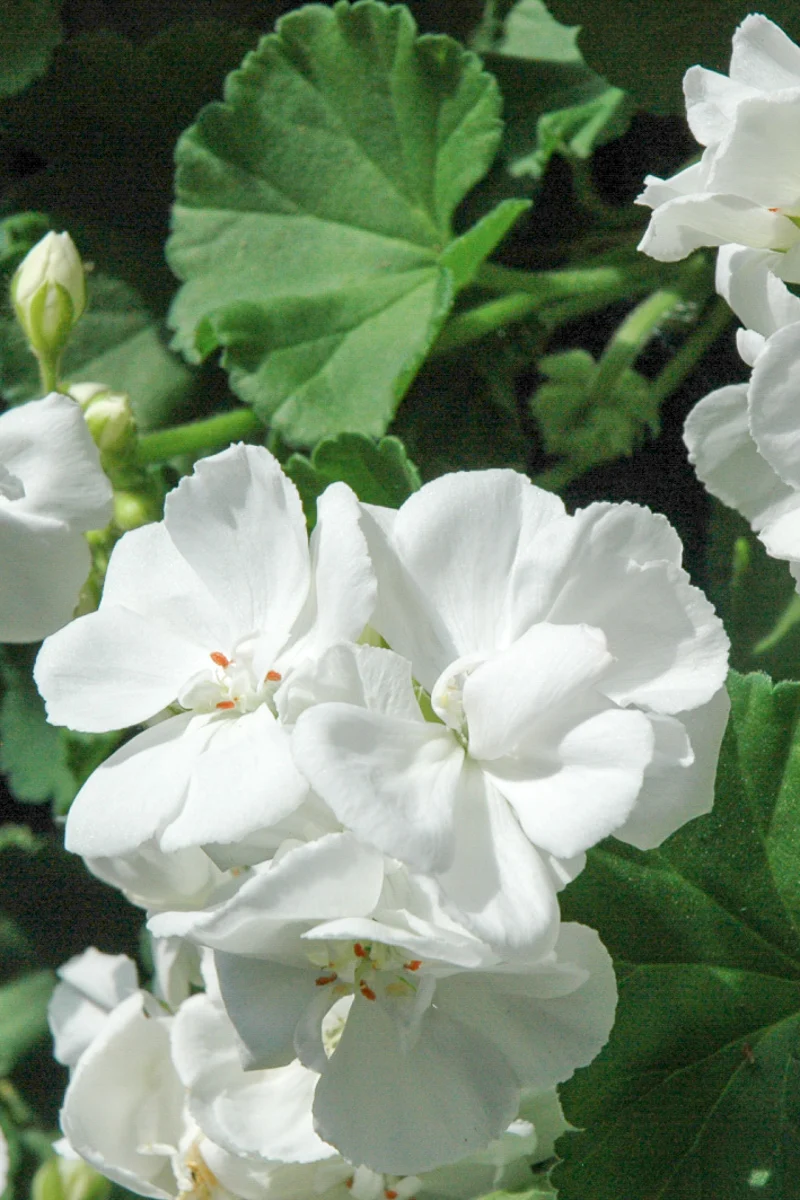 Geranium, Maestro White