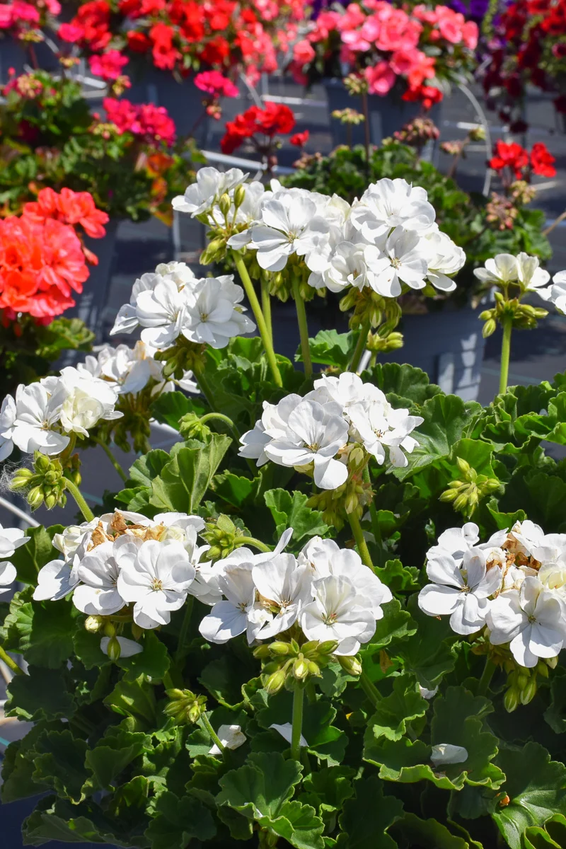 Geranium, Mojo White - Image 2