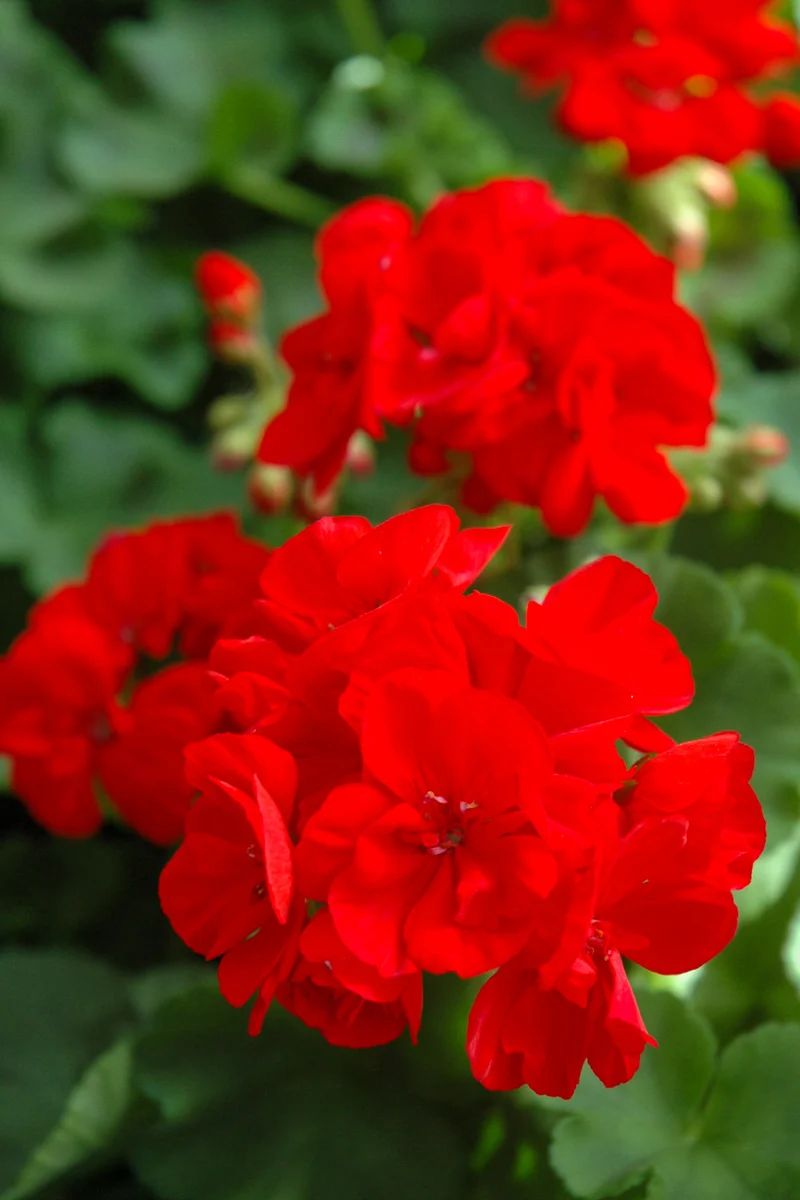 Geranium, Patriot Bright Red