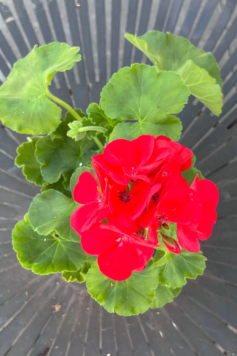 Geranium, Red