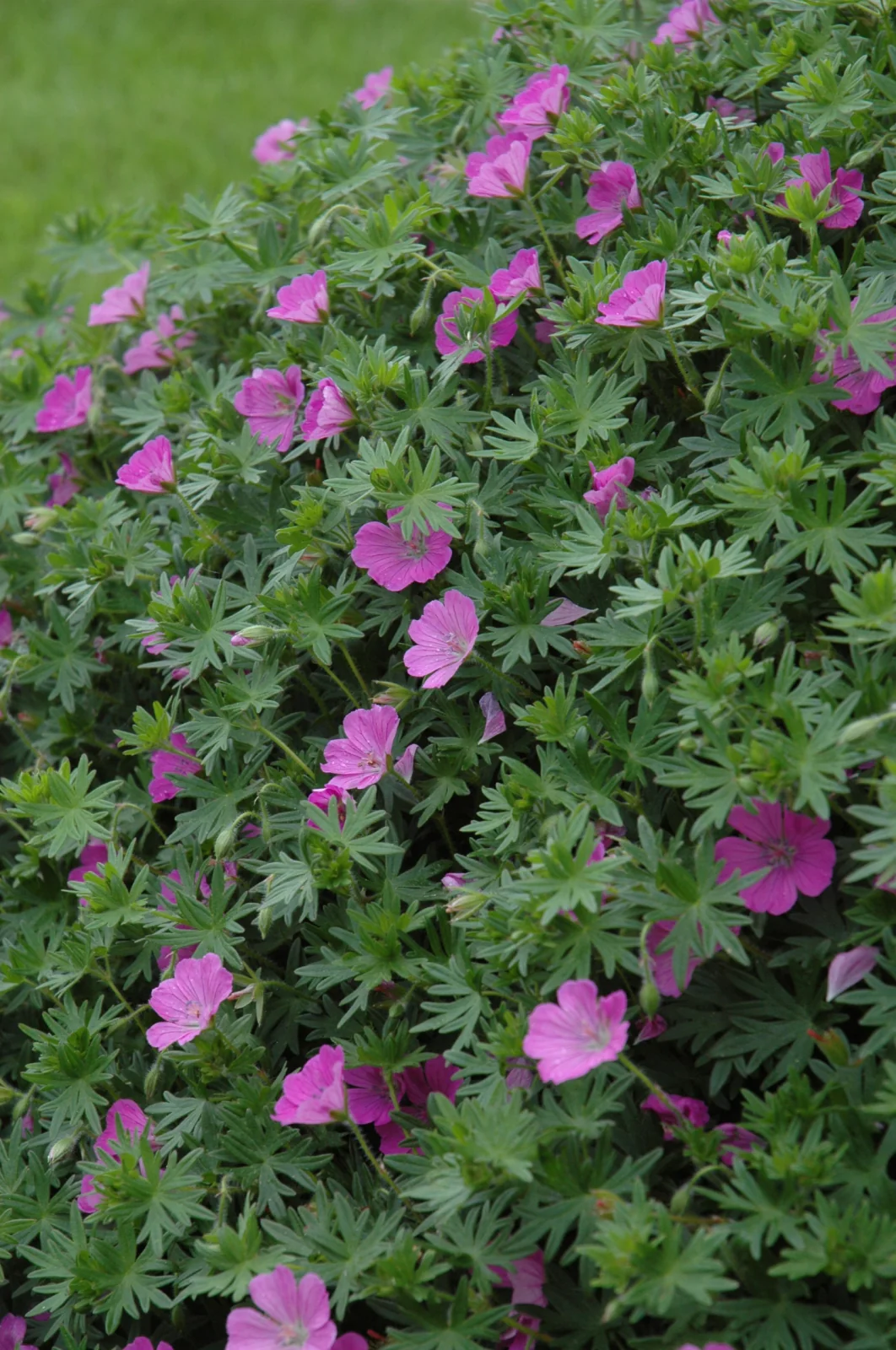 Geranium, Sanguineum