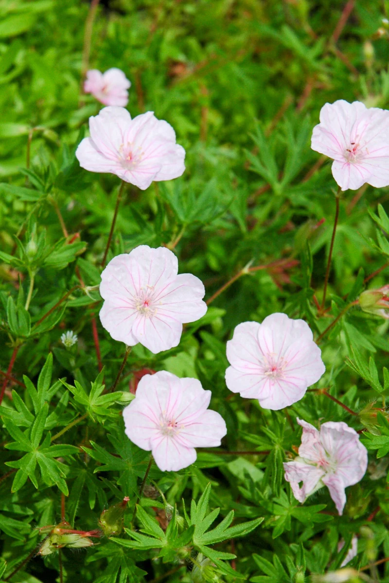Geranium, Striatum