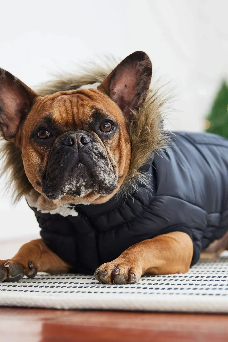 GF Pet Urban Parka S Black