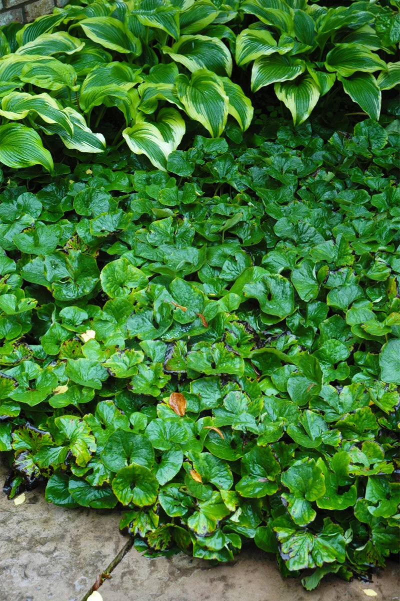 Ginger, Wild