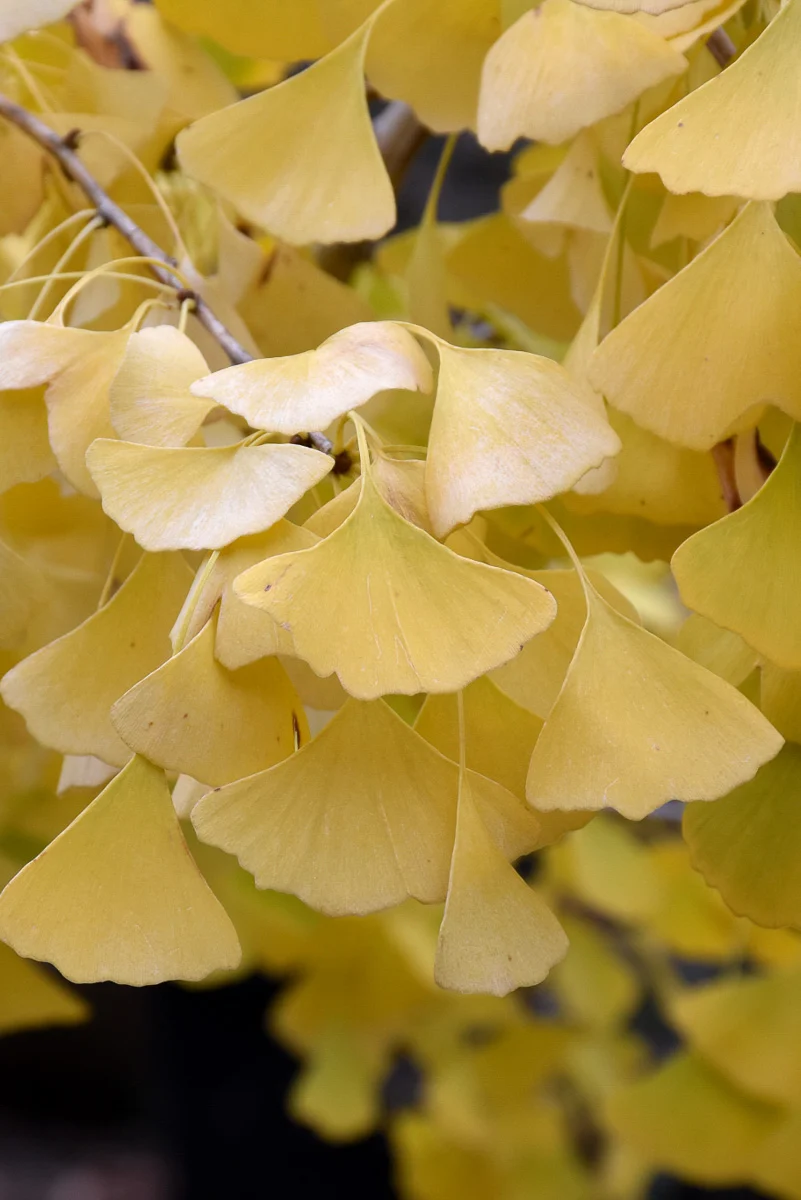 Ginkgo, Golden Globe