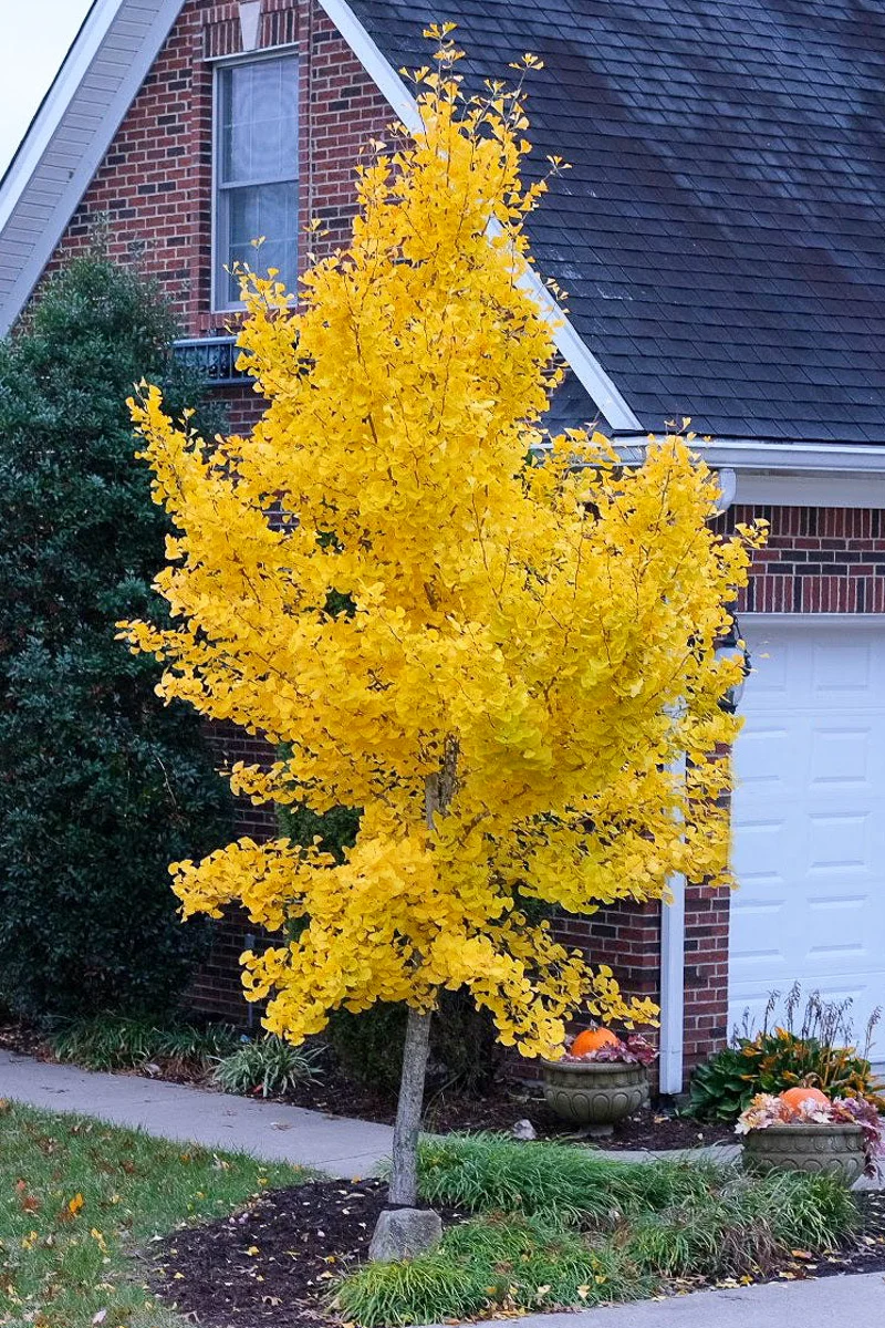 Ginkgo, Grindstone