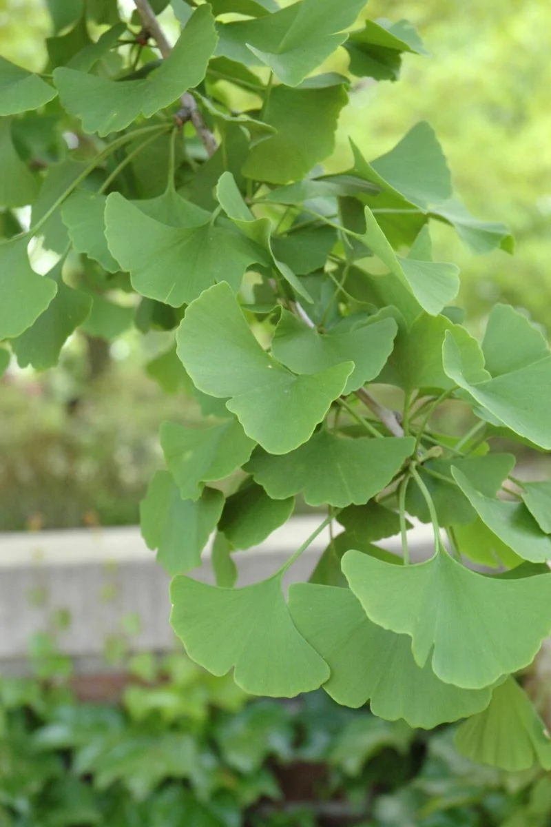 Ginkgo, Magyar