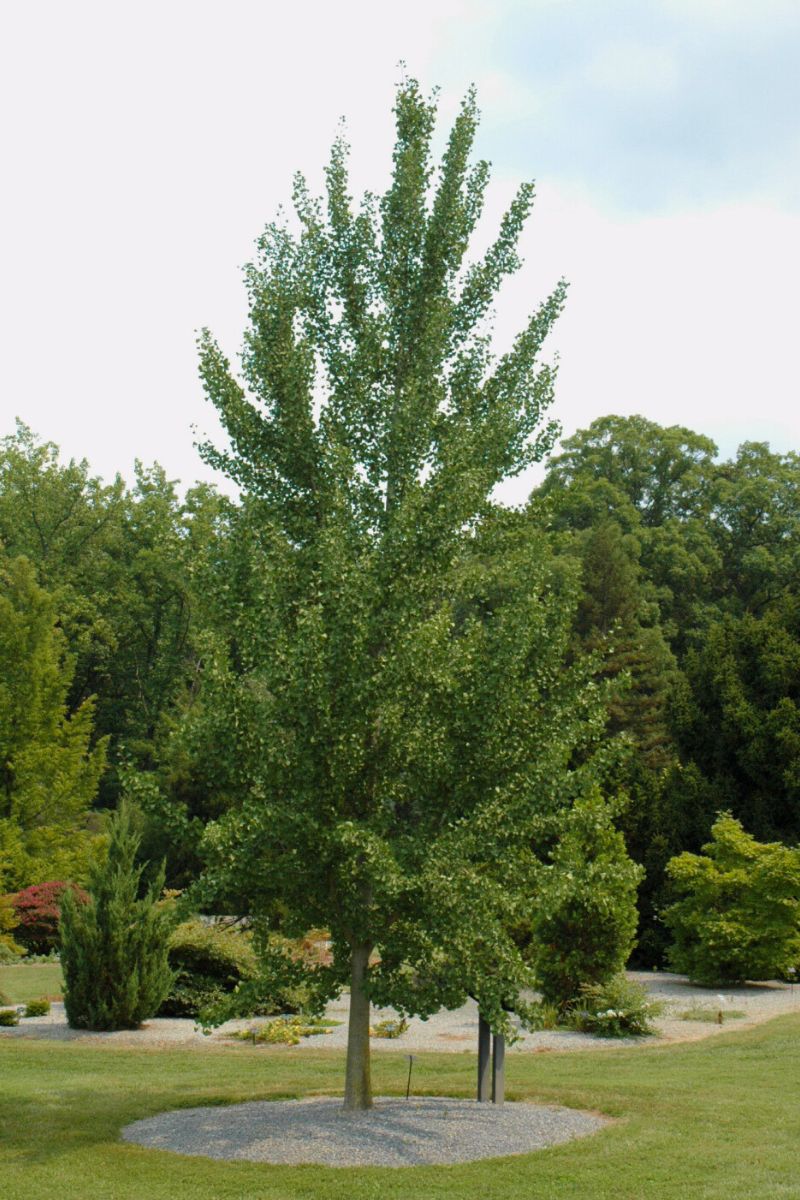 Ginkgo, Magyar - Image 2