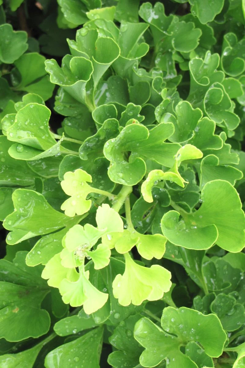 Ginkgo, Mariken - Image 2