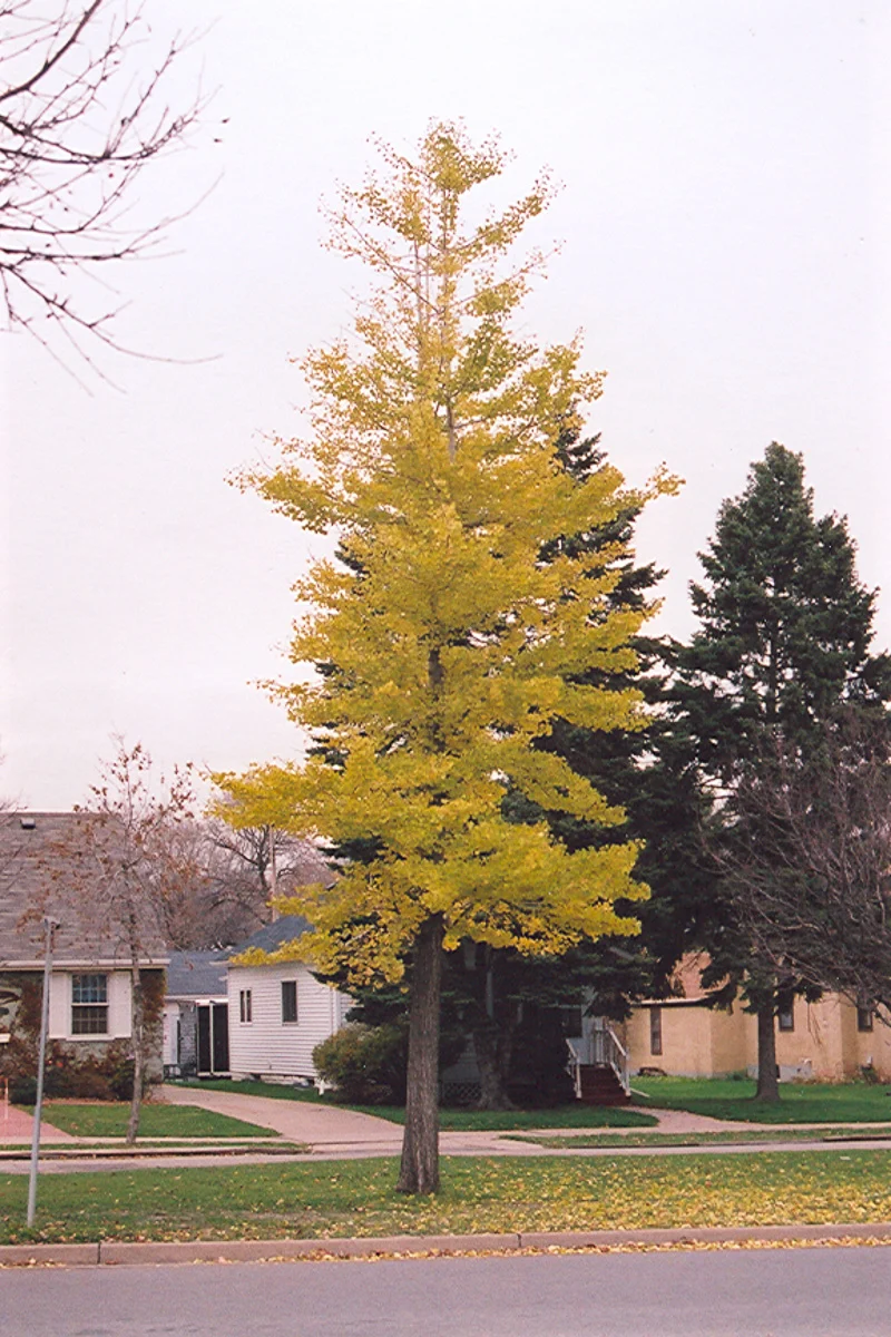 Ginkgo, Princeton Sentry - Image 2