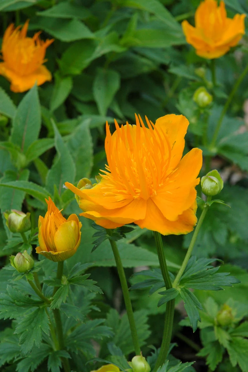 Globeflower, Golden Queen