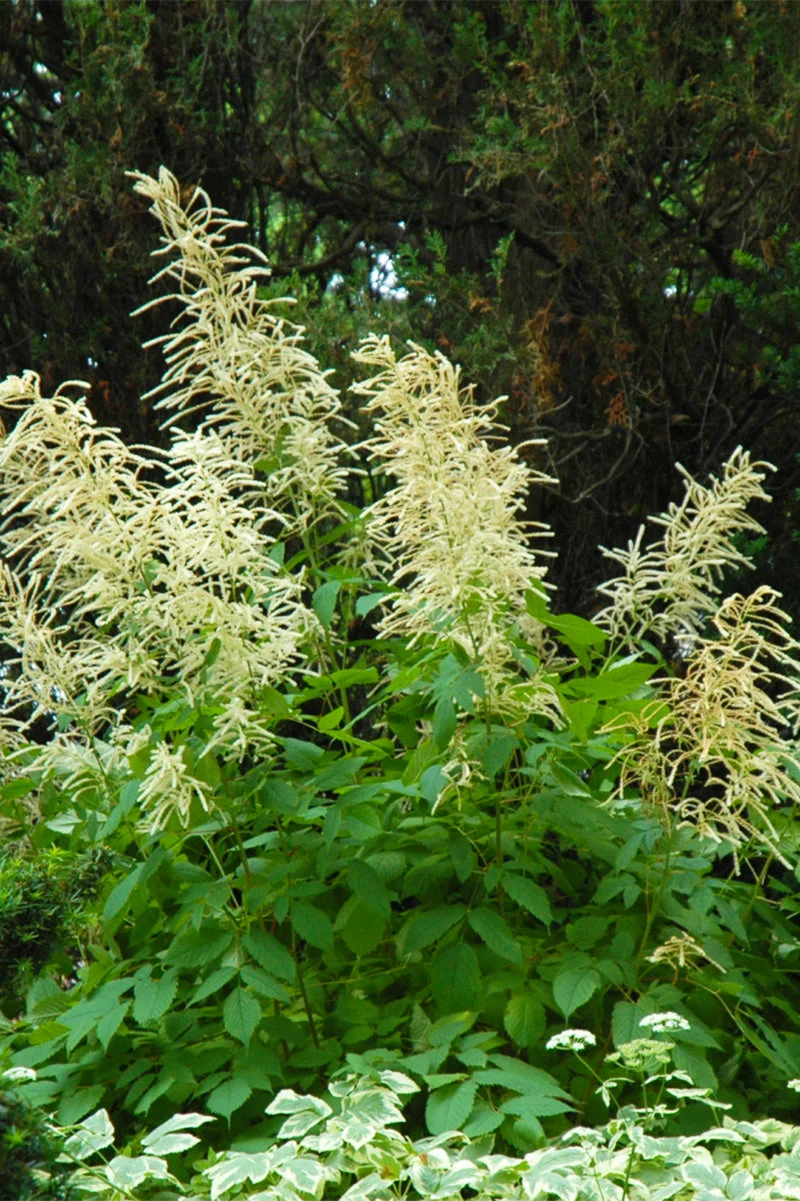Goat's Beard