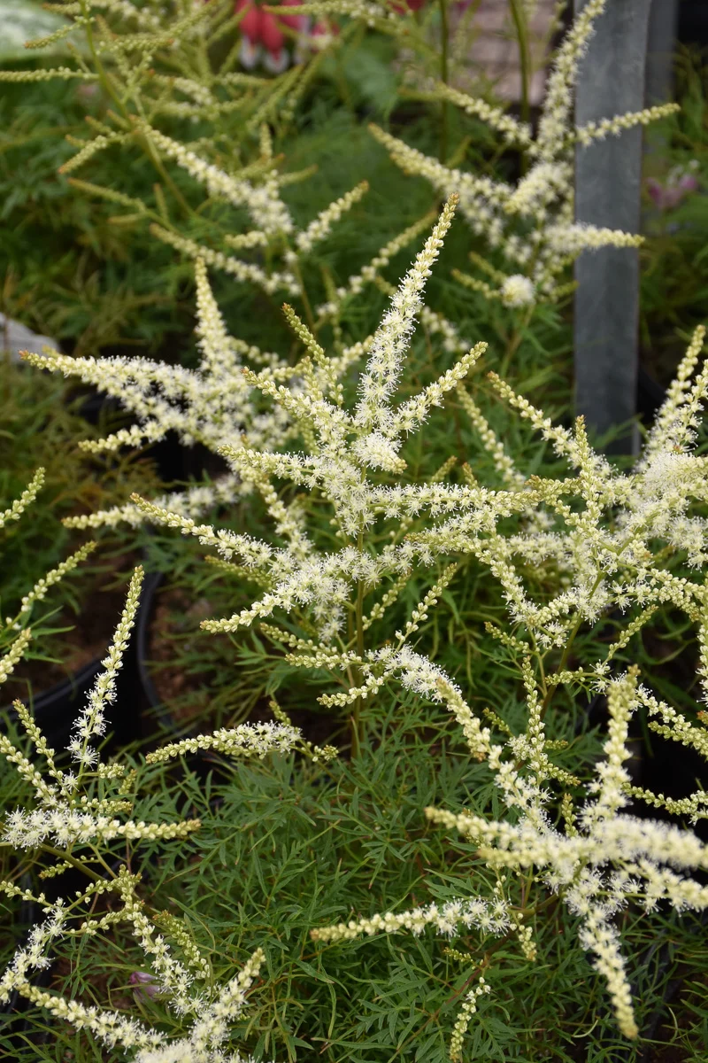 Goat's Beard, Fairy Hair