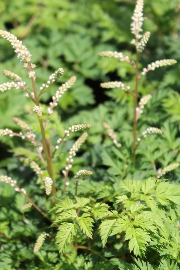 Goat's Beard, Noble Spirits