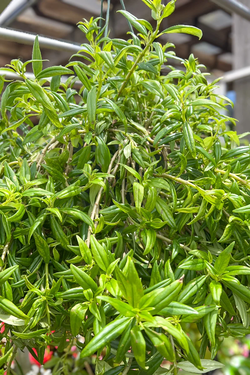 Goldfish Plant, Hanging Basket 6" - Image 2