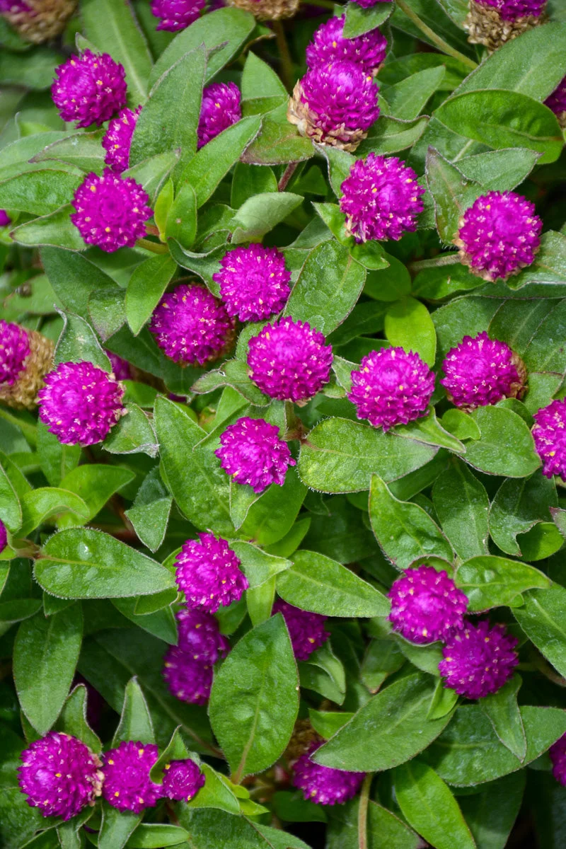 Gomphrena Ping Pong Purp - Image 2