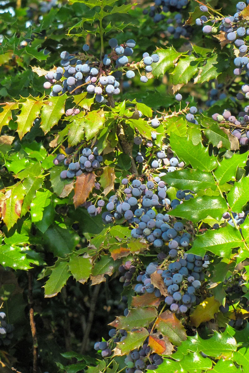 Grapeholly - Image 2