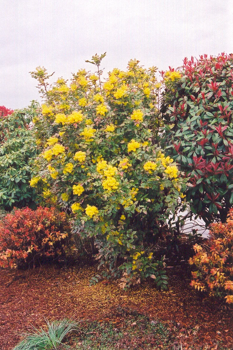 Grapeholly - Image 3
