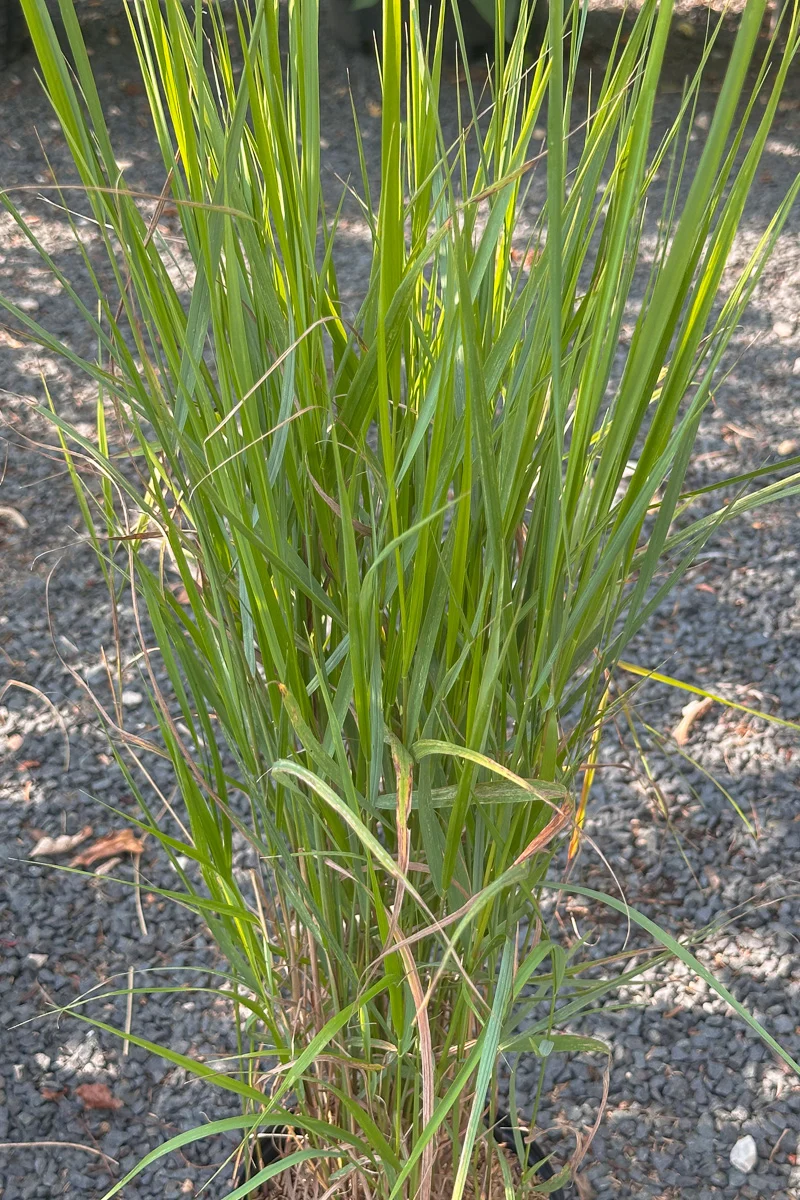 Grass, Bluejoint - Image 2