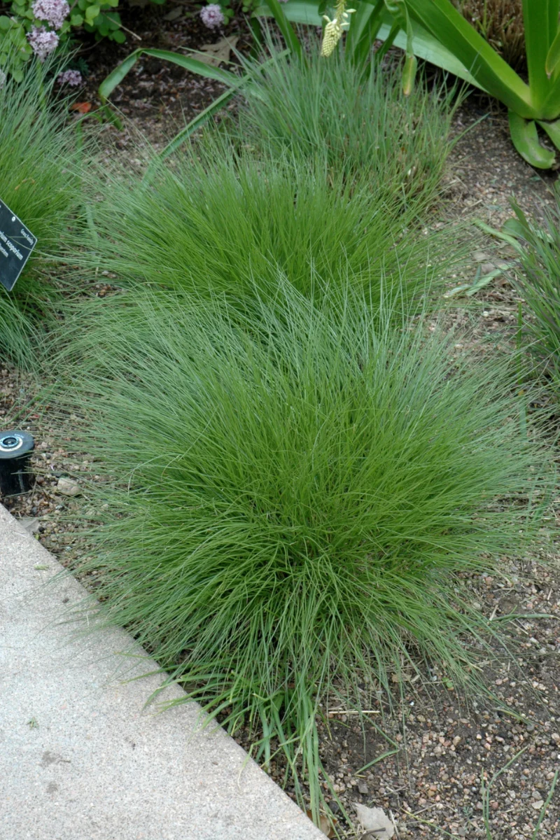 Grass, Little Bluestem Jazz