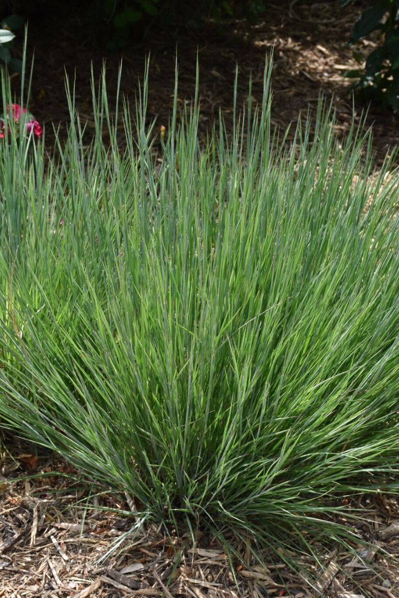 Grass, Little Bluestem Carousel