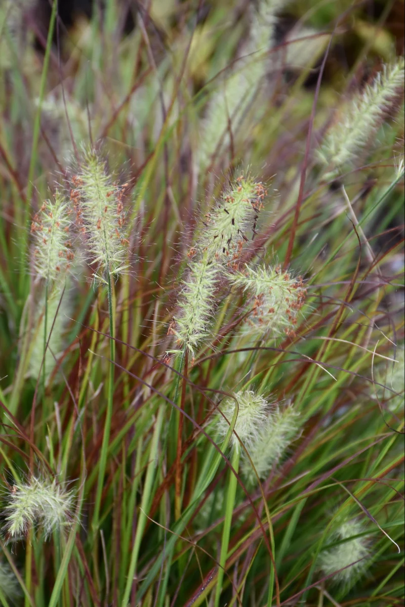 Grass, Fountain Dwarf Burgundy Bunny