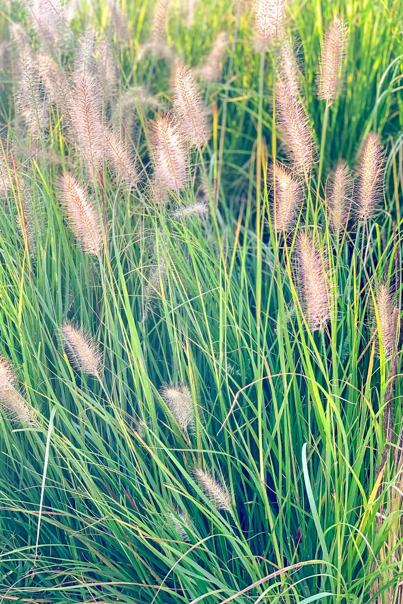 Grass, Hameln Dwarf Fountain
