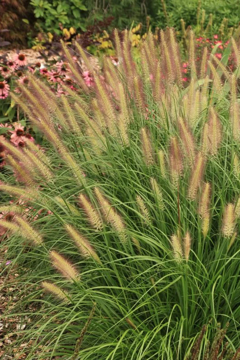 Grass, Fountain Grass Hush Puppy