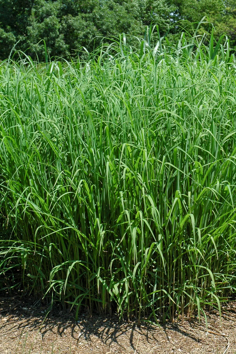 Grass, Maiden Silberfeder
