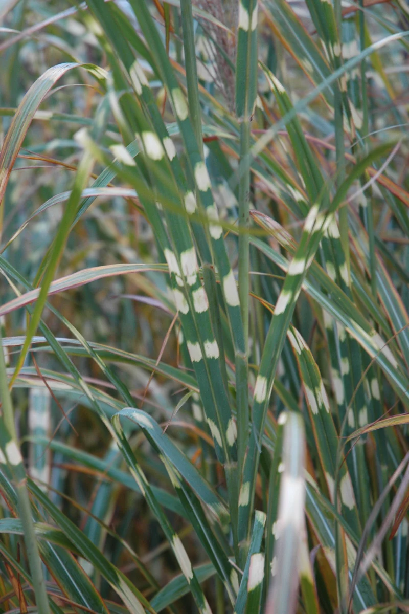 Grass, Maiden Zebra
