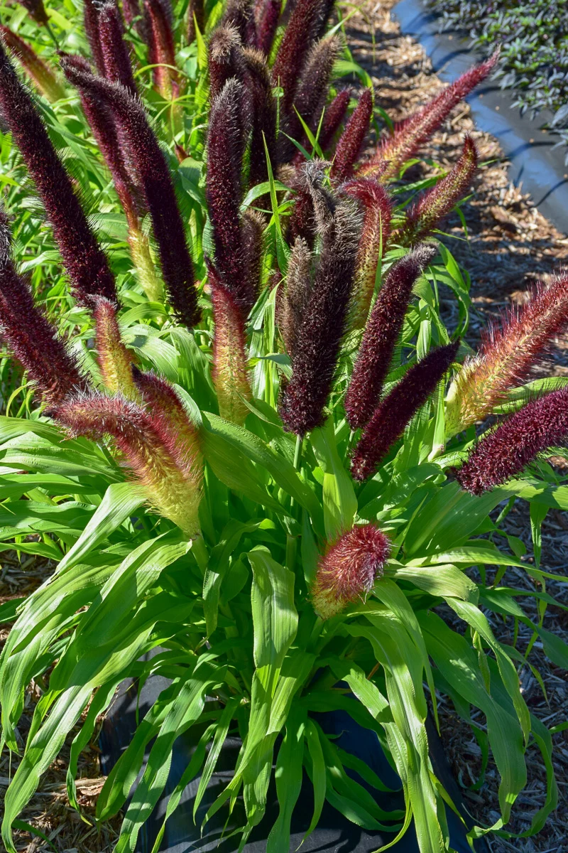 Grass Millet Jade Princess - Image 2